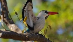 Vamizi - mangrove kingfisher