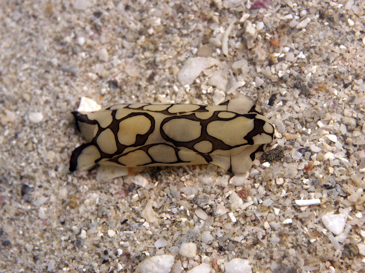 Vamizi_Conservation_SeaSlugs